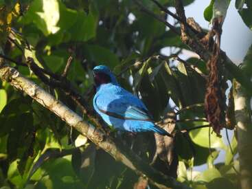 A vibrant blue bird perches on a tree branch amid lush green leaves, bathed in sunlight, creating a striking contrast with its natural forest surroundings.