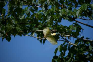 A yellow bird with outstretched wings flies gracefully near leafy green branches against a clear blue sky, capturing a beautiful moment in nature's tranquility.