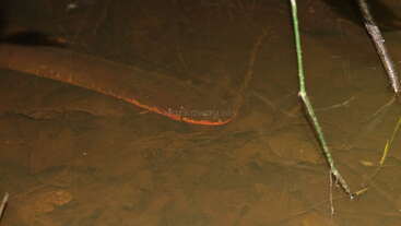 A large fish with a long, slender body and reddish back swims underwater. Brown murky water, faint reflections, and a few plants are visible above.
