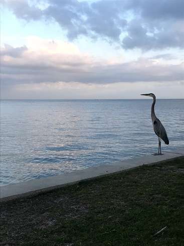 The image depicts a serene scene of a heron standing on a concrete ledge, overlooking a tranquil body of water under a cloudy sky.