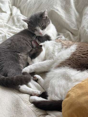 Two adorable cats cuddle closely together on a cozy bed, their bodies intertwined while they nap peacefully, creating a heartwarming and serene scene of feline affection.