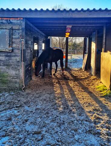 A dark horse stands in a rustic stable, sunlight casting long shadows across the ground. Frost surrounds the building. The scene feels peaceful and calm.