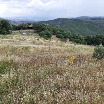 Das Bild zeigt eine ruhige Landschaft mit hohem, braunem Gras, Bäumen und Büschen im Hintergrund und einem wolkenverhangenen Himmel.