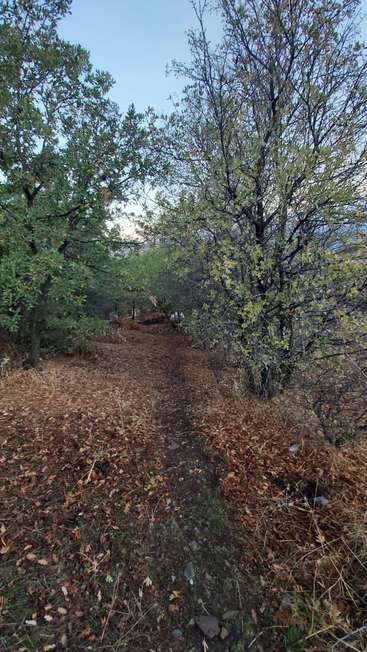 Das Bild zeigt eine ruhige Waldszene mit einem Feldweg, der sich durch die Bäume schlängelt, mit üppigen grünen Blättern und braunem Laub auf dem Boden, vor einem blauen Himmel.