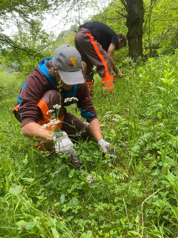 En un día soleado, dos personas con guantes y ropa de trabajo se arrodillan y escardan en un frondoso y verde claro del bosque, rodeado de hierba alta y árboles.