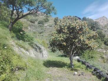 The image depicts a serene hillside scene with a tree adorned with yellow fruit, a log fence, and a rocky slope, set against a clear blue sky.