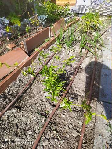 The image depicts a garden bed with a variety of plants, including tomatoes and onions, surrounded by a wooden frame and irrigation pipes, situated outdoors on a sunny day.