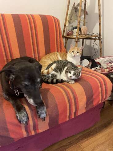 A black dog and two cats, one orange and one gray, are relaxing together on a striped orange couch in a cozy, warmly-lit room.