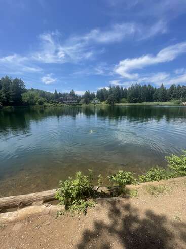 A tranquil lake surrounded by trees reflects a bright blue sky. Houses and greenery line the shore. Calm water ripples, with logs and plants in the foreground.