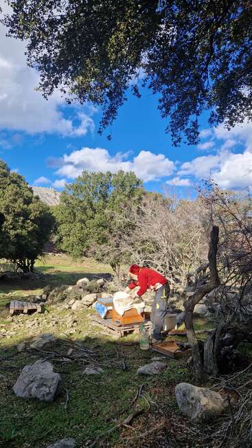 Una persona con una chaqueta roja trabaja al aire libre con colmenas bajo un cielo azul intenso, rodeada de árboles, rocas y herramientas rústicas en un entorno natural y tranquilo.