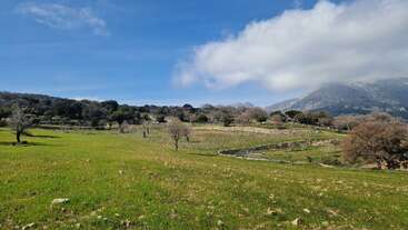 Una extensa pradera verde se extiende bajo un cielo azul brillante salpicado de nubes. Algunos árboles dispersos salpican el paisaje. Las colinas y una montaña lejana aportan profundidad.