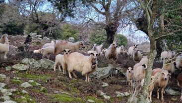 A flock of sheep grazes on a rocky, wooded hillside. Leafless trees and mossy stones surround them, creating a peaceful, natural rural landscape scene.