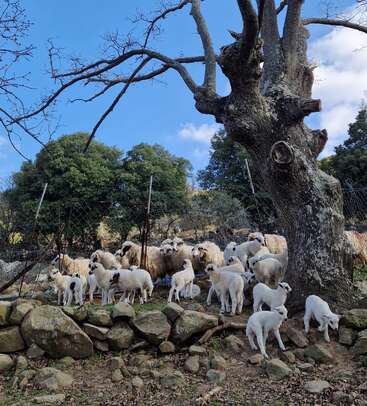 A large group of sheep and lambs gather beneath a leafless tree, surrounded by rocks and a wire fence, with green trees and blue sky above.