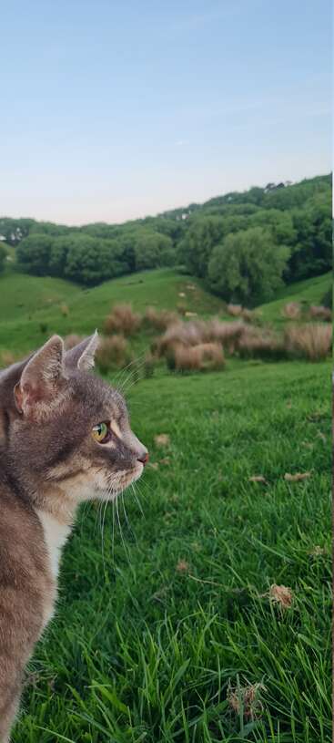 Un chat gris et blanc regarde attentivement un paysage de collines verdoyantes sous un ciel bleu clair, entouré d'arbres et d'herbes hautes. Scène paisible.