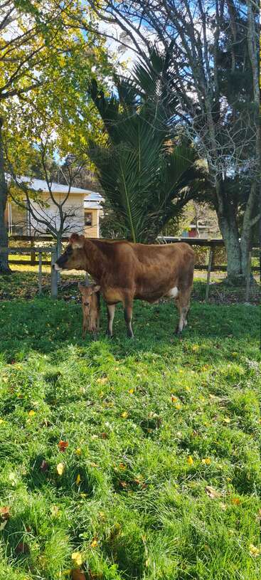 L'image représente une scène sereine d'une vache brune et de son veau se tenant ensemble dans un champ verdoyant, entouré d'arbres et d'une clôture.