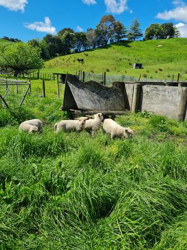 La imagen representa una serena escena rural con cuatro ovejas pastando en un frondoso campo de hierba, con una valla de madera y una ladera al fondo en un día soleado.