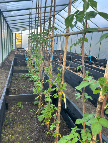 À l'intérieur d'une serre, de jeunes plantes vertes sont tuteurées à l'aide de supports en bambou dans des lits surélevés. Les rangées ordonnées suggèrent une culture soignée dans un environnement protégé.