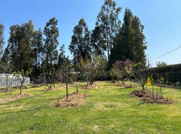Un verger ensoleillé avec de jeunes arbres fruitiers plantés en rangées sur de l'herbe verte, entourés de grands arbres. Un tuyau jaune et un piège à insectes sont visibles.
