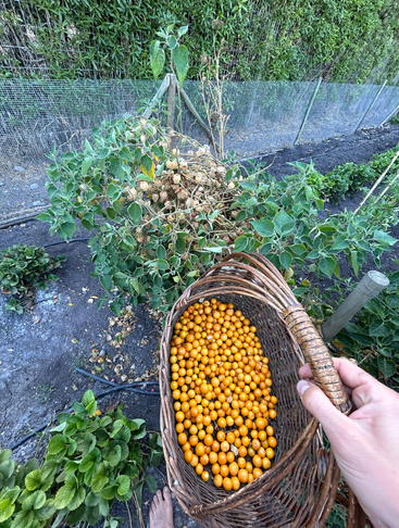 Une personne tient un panier tressé rempli de baies d'un jaune orangé éclatant, dans un jardin aux plantes vertes luxuriantes, récoltées dans un buisson voisin.