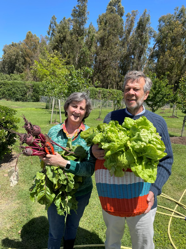 Un couple âgé se tient dans un jardin ensoleillé, tenant joyeusement des betteraves fraîchement récoltées et un panier coloré rempli de feuilles vertes, entouré de grands arbres.