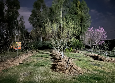 Une scène de jardin nocturne présente divers arbres, dont certains fleurissent en rose, éclairés par une lumière artificielle. Le ciel est partiellement nuageux, ce qui crée une atmosphère tranquille.
