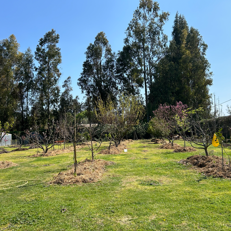 Un verger ensoleillé avec de jeunes arbres fruitiers plantés en rangées sur de l'herbe verte, entourés de grands arbres. Un tuyau jaune et un piège à insectes sont visibles.
