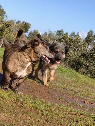 Two happy dogs play together on a muddy grassy path, surrounded by trees and blue sky, enjoying a sunny day outdoors in nature with friends.