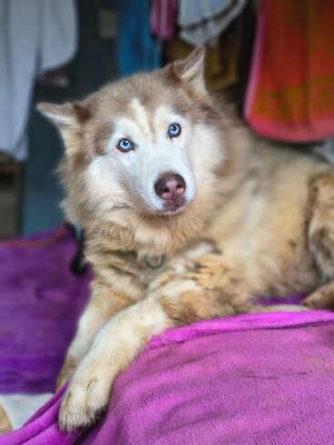 A fluffy husky with striking blue eyes lounges comfortably on a magenta blanket, gazing intently ahead. Soft light highlights its beautiful fur and gentle expression.
