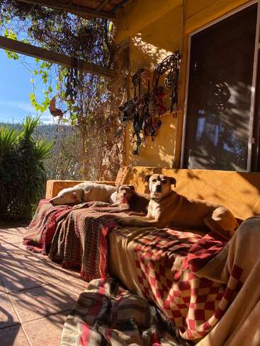 Three dogs relax on a blanket-covered couch on a sunny porch. Vines hang above, dog leashes are on the wall, and sunlight creates dappled shadows.