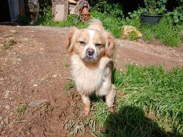 A small, scruffy dog with light fur stands on a dirt path beside green grass, squinting in bright sunlight, surrounded by garden plants and decorations.