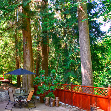 L'image représente un patio serein, avec une table et des chaises, un parasol et une clôture en bois, entouré de grands arbres dans une forêt verdoyante.