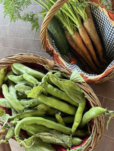 Duas cestas cheias de legumes frescos do jardim: uma transbordando de favas verdes, a outra com cenouras com folhas e um único pepino grande.