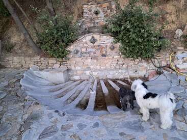 Dois cães estão ao lado de uma fonte de água de pedra rústica construída em uma encosta, cercada por vegetação. A área apresenta pedras e canais de drenagem curvos.