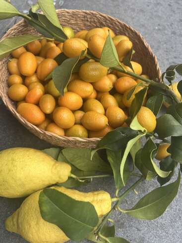 A woven basket filled with ripe kumquats sits on a gray surface, accompanied by two large, yellow lemons with green leaves still attached.