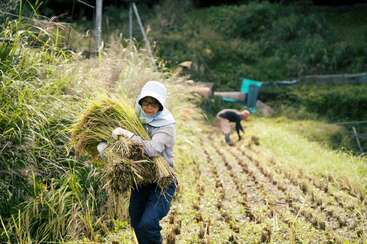 Uma pessoa usando chapéu e luvas carrega um grande feixe de safras colhidas em um campo, enquanto outra pessoa trabalha ao fundo, cercada por vegetação.