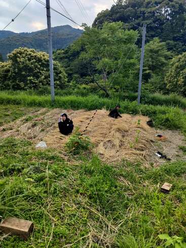 Duas pessoas estão sentadas em um pedaço de palha em um campo gramado e verde, cercado por árvores altas, montanhas e postes de eletricidade sob um céu nublado.
