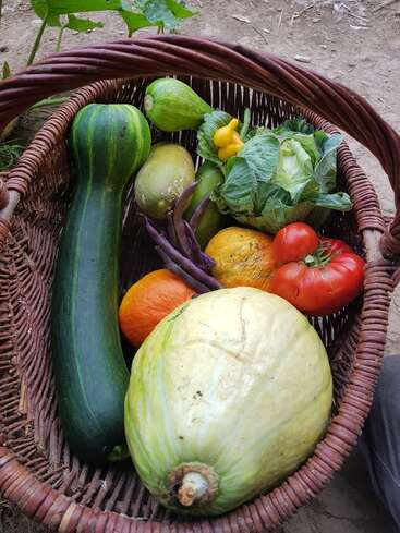 Un panier tressé rempli de légumes fraîchement récoltés : courgettes, choux, courges, tomates, pâtissons jaunes, haricots violets et courges vertes, posé à l'extérieur sur la terre.