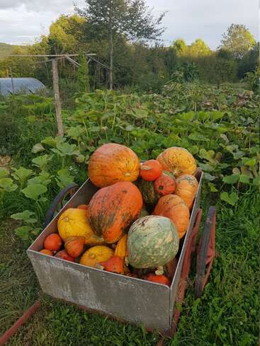 Un chariot métallique rempli de citrouilles et de courges colorées se trouve dans un jardin verdoyant, entouré de vignes, d'arbres et d'un feuillage éclatant, sous un ciel nuageux.