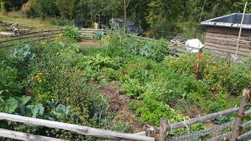 Un potager florissant, entouré d'une clôture en bois, où poussent toutes sortes de plantes vertes, de fleurs et de légumes-feuilles. Un petit abri rustique en bois se trouve à proximité, au milieu des arbres.