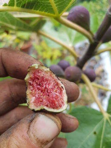 Une main aux ongles sales tient une figue fraîchement cueillie et entamée. La chair rouge et juteuse contraste avec le fond de feuilles vertes et les figues en pleine croissance.