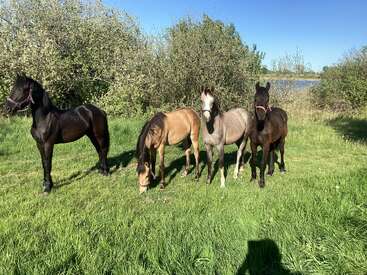 Four young horses stand on lush green grass near bushes and a body of water, under a clear blue sky. One horse grazes peacefully.