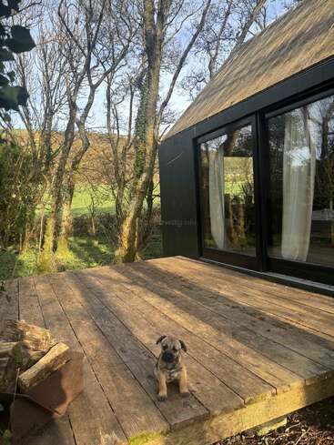 Un cachorro pequeño está sentado en una terraza rústica de madera junto a una cabaña moderna con grandes ventanales, rodeado de árboles desnudos y campos verdes en un día soleado.