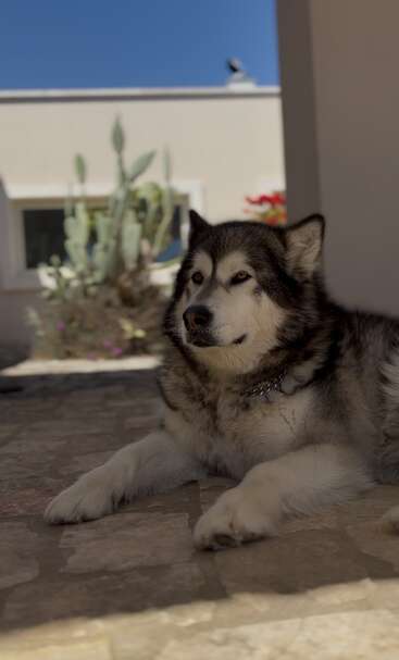 Um husky fofinho está deitado, relaxado, no chão de pedra, à sombra. Atrás dele, há cactos, flores, um prédio branco e um céu azul claro.