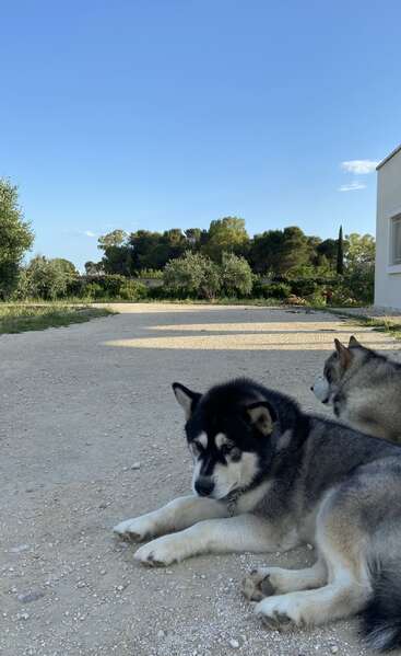 Dois huskies descansam em uma entrada de cascalho ao lado de um prédio branco, cercados por arbustos verdes, árvores e um céu azul claro num dia ensolarado.
