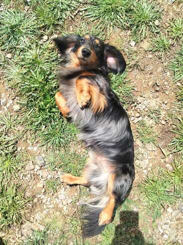 A long-haired dachshund lies on its back in the sun, happily enjoying a belly rub, surrounded by green grass and small patches of dirt.