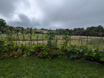 L'image représente un jardin avec un treillis, avec de la verdure luxuriante et des fleurs orange vif, sur fond de ciel nuageux et d'un champ herbeux.