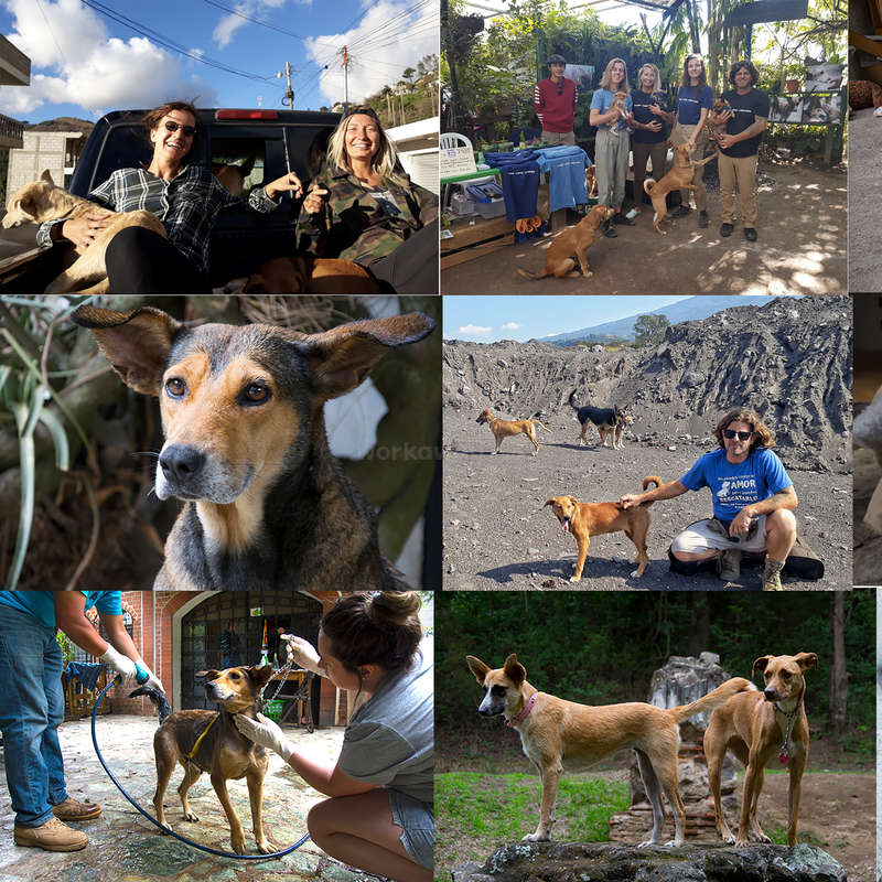 afp pet water fountain