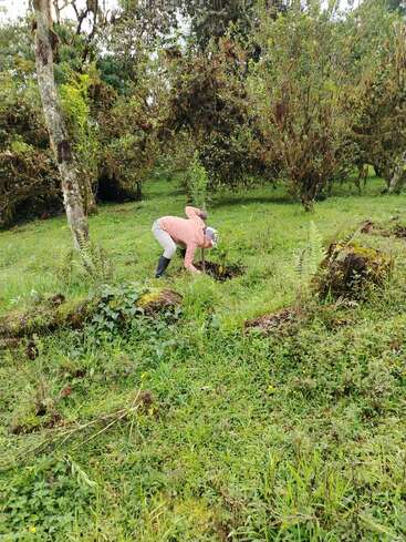 Eine Person in einer rosa Jacke und Stiefeln pflanzt einen Baum in einem üppig grünen Waldgebiet, umgeben von hohen Bäumen und dichter Vegetation.