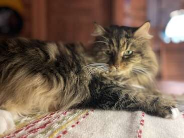 A fluffy, long-haired tabby cat lounges on a soft, striped blanket. Its green eyes gaze calmly at the camera, surrounded by a cozy, softly lit room.