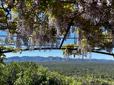 Des fleurs de glycine violettes pendent d'une pergola, encadrant une vaste forêt verdoyante et des montagnes lointaines sous un ciel d'un bleu éclatant, créant ainsi un paysage paisible et pittoresque.